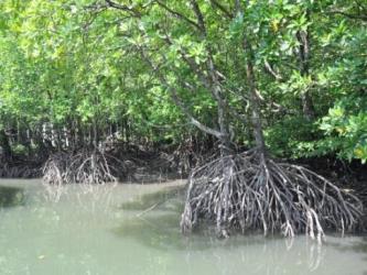Langkawi Mangroves