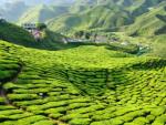 Cameron Highlands